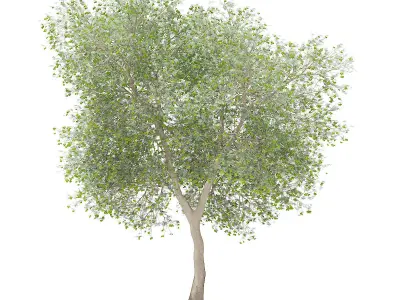 Olive Tree with Fruits 3D model