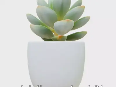 Succulent Plant in Ceramic Pot model pack Low-poly 3D model
