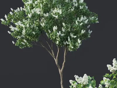 Lilac Syringa vulgaris Nr4 - Two trees H390cm 3D model