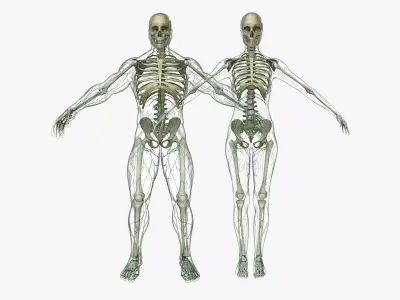 Male and Female Lymphatic System Collection 3D model