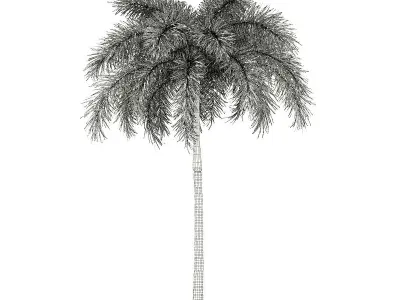 Foxtail Palm Tree 3D Model 7m 3D model