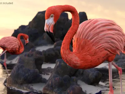  Pink Flamingo Bird in Walking Pose 