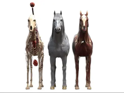  Horse Anatomy 3D 