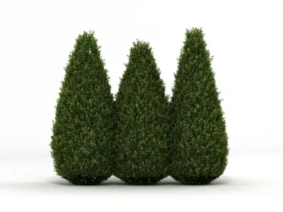 Shrubs three coniferous trees 3D model