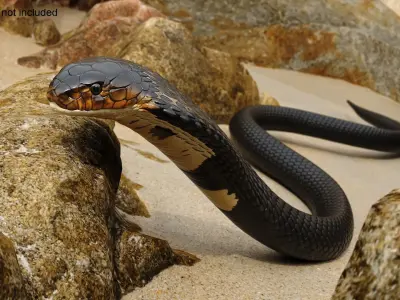  Dark Skin Cobra Crawling Animated Rigged 
