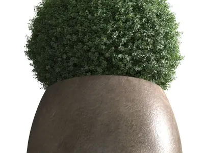 Boxwood evergreen in a vase Modern Tall Glazed Pot 3D model