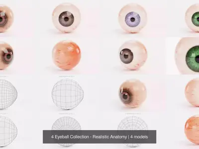 4 Eyeball Collection - Realistic Anatomy 3D Model Pack