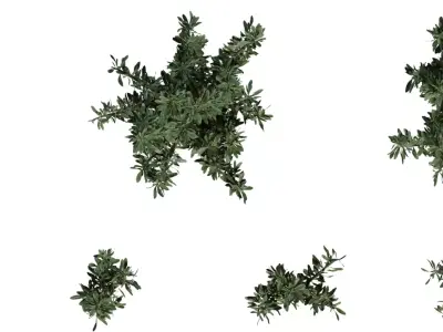 Photoreal Evergreen Shrub Pack Low-poly 3D model