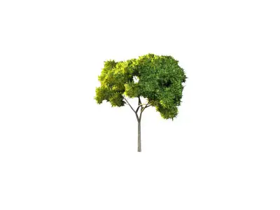 Low Poly Tree Stylish Low-poly 3D model