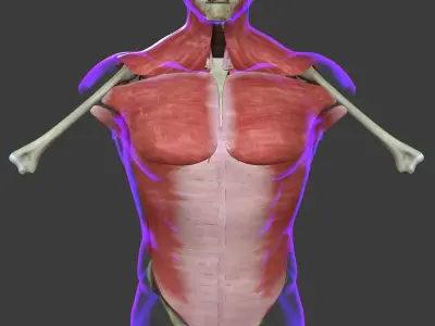 Human Torso Muscle Anatomy Medical Edition 3D model