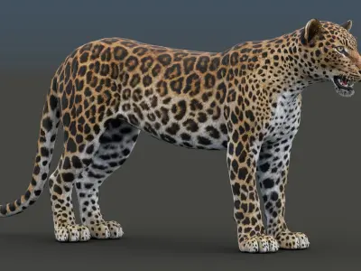  Leopard 3D Model 