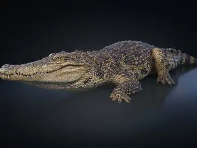  Siamese Crocodile Rigged 