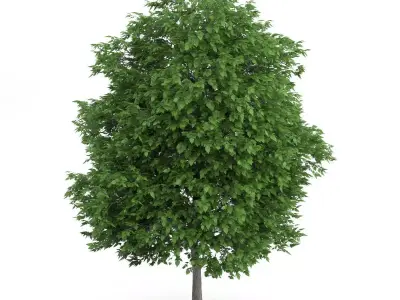 Cigar Tree Catalpa bignonioides 3D model