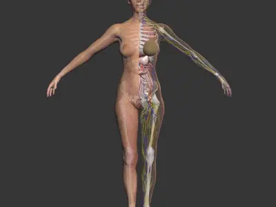 Full Female Body Anatomy 3DSmax 3D model