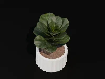 Free Realistic 3D Model Fiddle Leaf Fig Table Plant Free 3D model