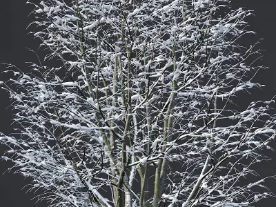 Tilia europaea Nr 5 H4-6m Five winter tree set 3D model