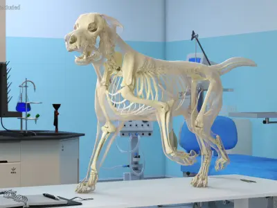  Dog Skeleton Anatomy with Translucent Shell Rigged for Cinema 4D 