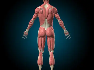  Muscles and Skeleton - Rigged 