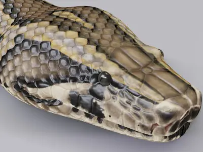  Animated Burmese Python 