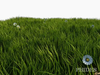 Daisies meadow patch 1 3D model