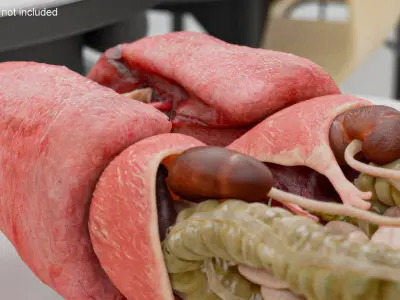  Male Internal Organs Anatomy 