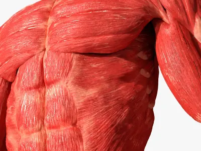  Human Skeleton and Muscular System 