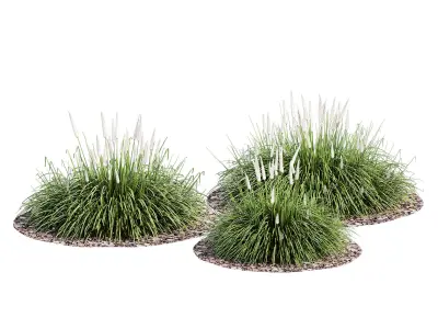 Ornamental grass 3D model purchase