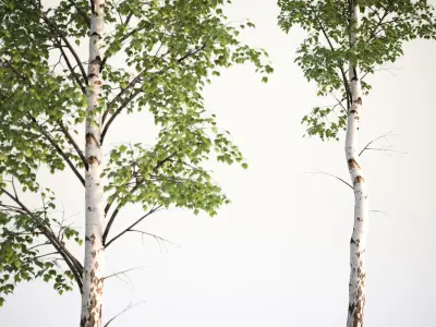 Tall deciduous trees 3D model