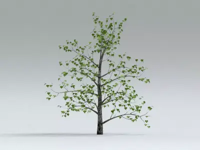 laos Montpellier Maple 3D model