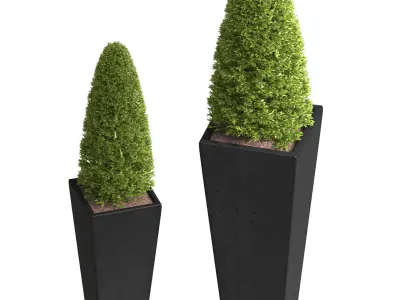 Decorative tree Thuja  Boxwood Pine in garden vase Patio Porch   3D model
