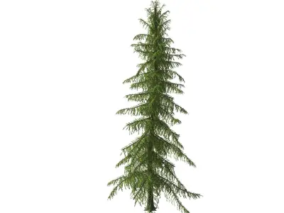 Alaska Cedar tree 3D model