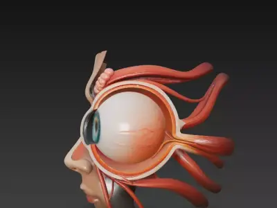 Anatomically Accurate Human Eye 3D Mode 3D model