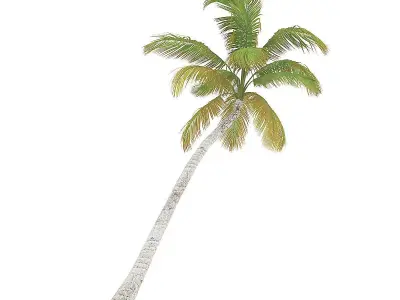 Sloping Palm Tree 3D model