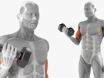  Anatomy Male Muscular System Biceps Curls 