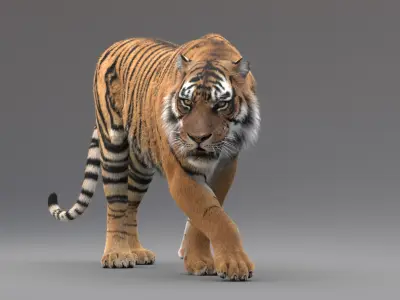  Tiger Rigged Fur 
