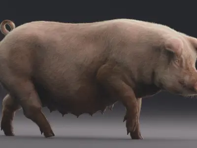  Pig (Animated) 