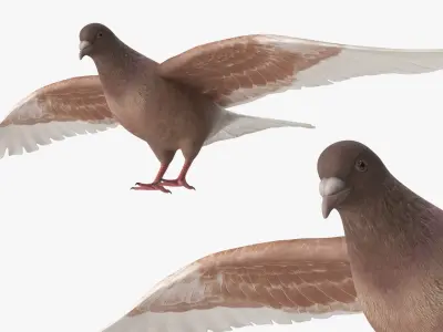  Low Poly Pigeon Spread Wings Brown 