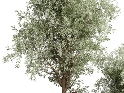 Olive tree in an old earthenware vase indoor collection 202 3D model