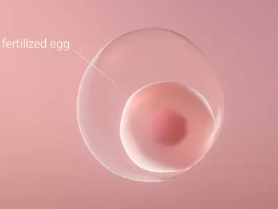  Human Egg to Fetus Animated 