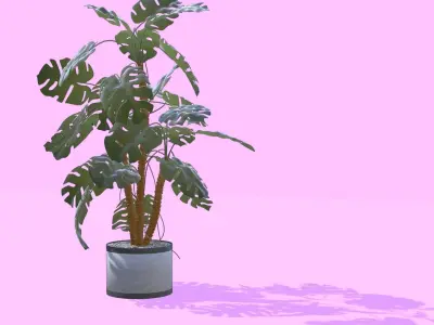 Houseplant in a pot Free low-poly 3D model