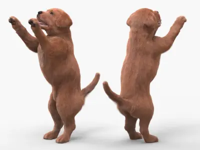  Playful Brown Labrador Puppy Standing Fur for Cinema 4D 