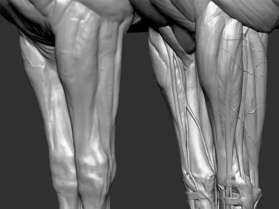  Horse Anatomy Eqine Ecorche 