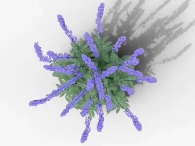 Salvia nemorosa Caradonna 3D model