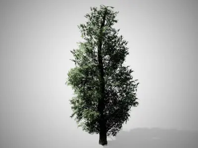 Eastern Red Cedar Tree Low-poly 3D model