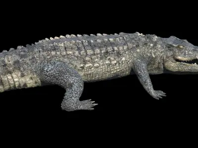  Crocodile Rigged 3D 