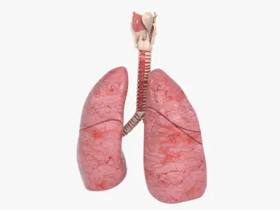  Trachea Lungs Bronchial Tree 