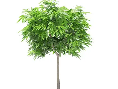 Mango Tree 3D model