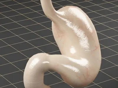 Anatomy stomach PACK 3D model