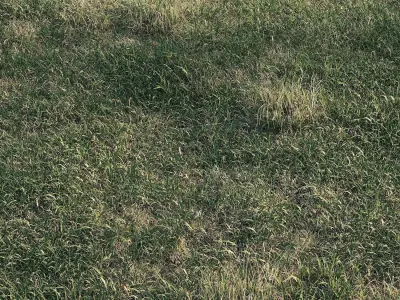Meadow grass 3D model