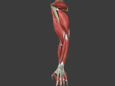 Arm Muscle Anatomy Medical Edition 3D model
